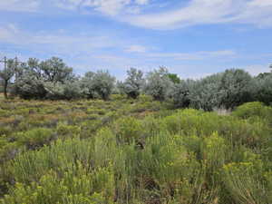 Exterior space  natural vegetation and wildlife.