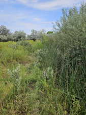 View of local wilderness