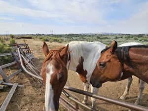 View of horses