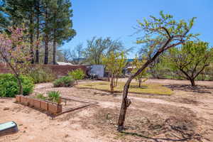 View of yard and fruit trees