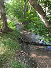 View of local wilderness with a water view