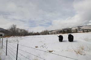 Snowy landscape with a mountain view and yaks