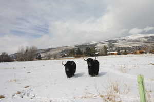 Snowy landscape with a mountain view and Yaks