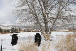 Snowy landscape with a mountain view and Yaks