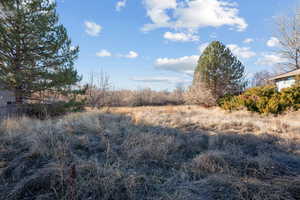 View of local wilderness