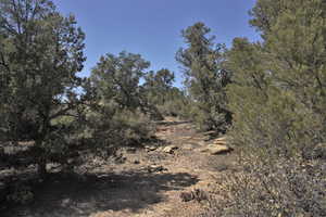 View of local wilderness