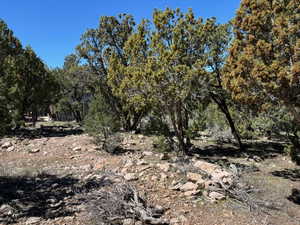 Photo 3 of 277 N PINION CIR