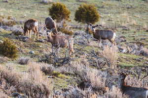 View of local wilderness