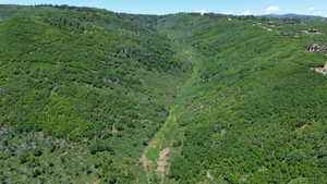 Aerial view of a forest and mountains