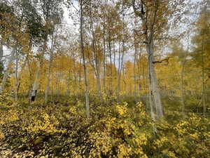 View of local wilderness featuring a wooded view