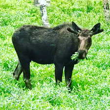 View of moose at seasonal pond