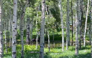 View of wooded backyard with a seasonal pond