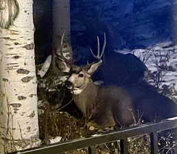 Buck near the front porch