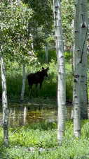 View of moose visiting the seasonal pond