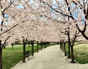 View of Utah State Capitol walkway with trees in spring bloom