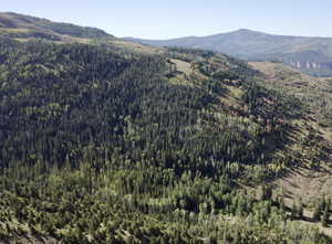 Drone / aerial view with a forest view and a mountain view