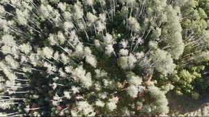 Drone / aerial view with a forest view