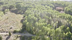 Bird's eye view featuring a forest view