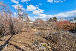 Back area of the food forest, where chickens are allowed to roam