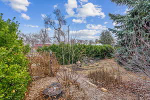 North east corner of the yard with blackberry bushes, service berries, and black currant.