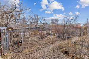 View of chickens in the area to the south that contains elderberry, fig, apricot, huckleberry, blackberry, and nectarines