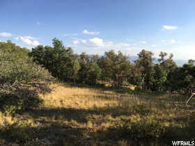 View of local wilderness