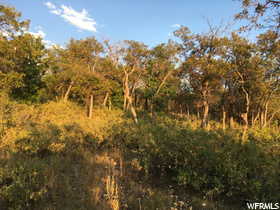 View of local wilderness