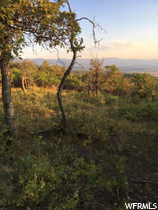 View of local wilderness