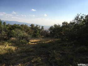 View of local wilderness