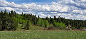 View of local wilderness featuring a forest view