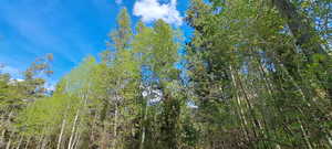 View of local wilderness featuring a forest view