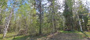 View of local wilderness with a view of trees