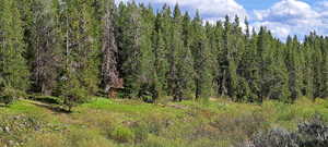 View of landscape with a wooded view