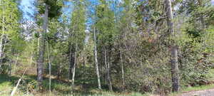 View of nature with a view of trees