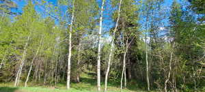 View of local wilderness featuring a view of trees