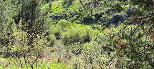 View of nature featuring a forest view