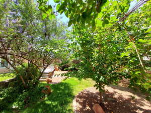 View of grassy yard