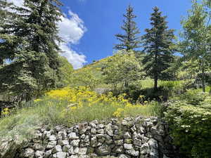 View of local wilderness