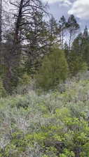 View of local wilderness with a wooded view