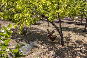 View of yard featuring a garden