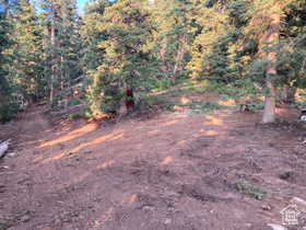 View of local wilderness