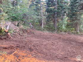 View of local wilderness