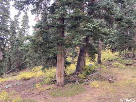 View of nature