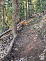View of local wilderness with a wooded view