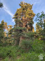 View of nature