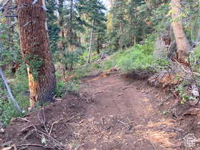 View of local wilderness