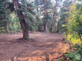 View of nature with a view of trees