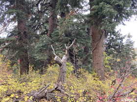 View of landscape featuring a view of trees