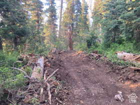 View of local wilderness