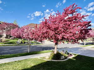 Springtime View of street